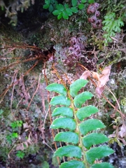Polystichum nepalense