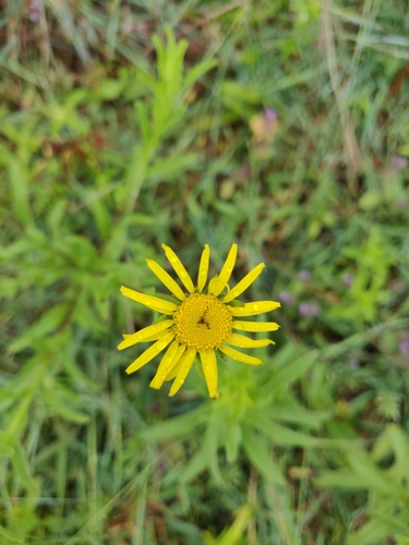 Pulicaria wightiana (Pulicaria wightiana)