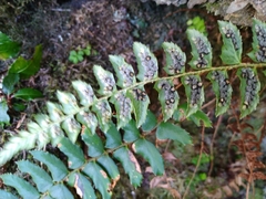 Polystichum nepalense