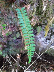 Polystichum nepalense
