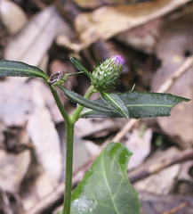 Cirsium suzukaense