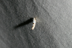 Argyresthia oreasella