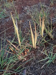 Stenostelma umbelluliferum