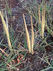 Stenostelma umbelluliferum