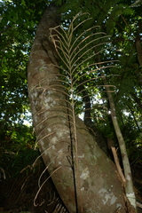 Blechnum chauliodontum