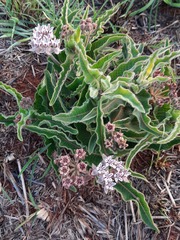 Asclepias meliodora