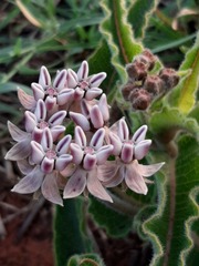 Asclepias meliodora
