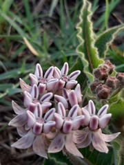 Asclepias meliodora