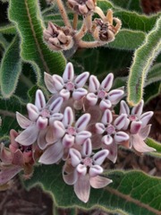 Asclepias meliodora