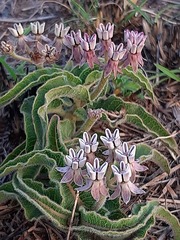 Asclepias meliodora