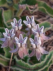 Asclepias meliodora