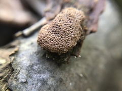 Tubifera montana