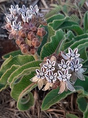 Asclepias meliodora