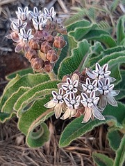 Asclepias meliodora