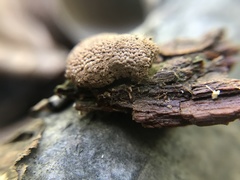 Tubifera montana