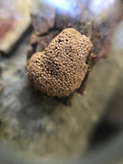 Tubifera montana