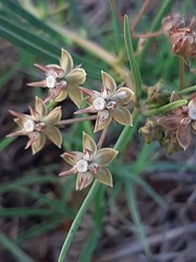 Asclepias brevipes