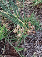 Asclepias brevipes