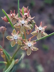 Asclepias brevipes