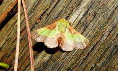 Parasa chloris