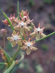 Asclepias brevipes