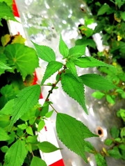 Parietaria officinalis