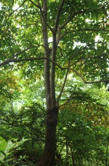 Hymenodictyon orixense