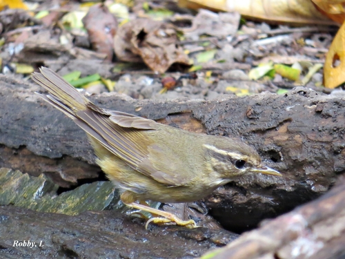 Radde's Warbler, Huai Khamin, Dan Chang District, Suphan Buri 72180, Thailand, photo 7 of 10