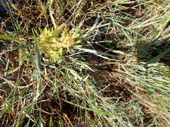 Rumex maritimus