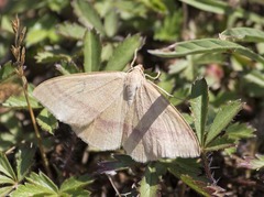 Rhodostrophia calabra