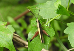 Phlaeoba antennata