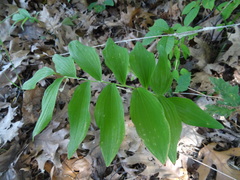 Polygonatum