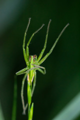 Micrommata virescens