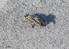 Laphystia litoralis