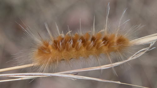 Red-headed Pygarctia Moth photo 2