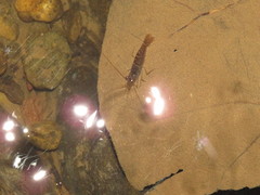 Macrobrachium sintangense