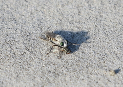 Laphystia litoralis