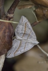 Scotopteryx