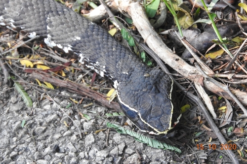 Mexican Moccasin, Agkistrodon russeolus