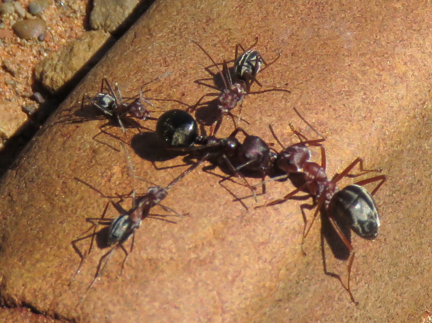 Anoplolepis custodiens