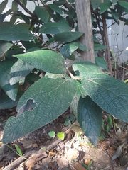 Viburnum rhytidophyllum