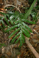 Blechnum vieillardii