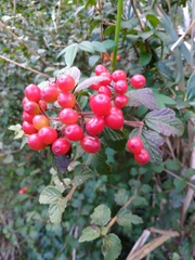 Viburnum parvifolium