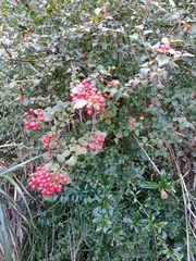 Viburnum parvifolium
