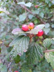 Viburnum parvifolium