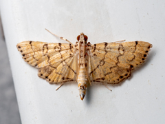 Lamprosema tampiusalis