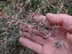 Petrosimonia brachiata