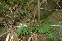 Blechnum vieillardii