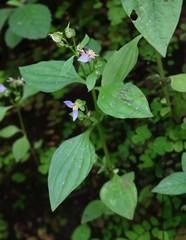 Exacum petiolare