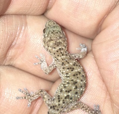 Pachydactylus capensis